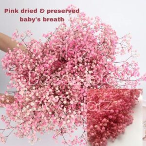 Dried Baby’s Breath (Pink)