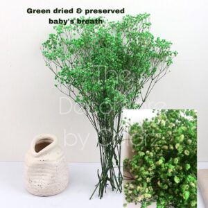 Dried Baby’s Breath (Green)