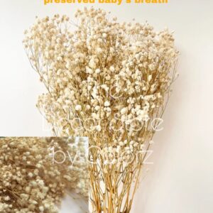 Dried Baby’s Breath (Off White)