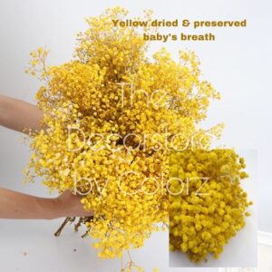 Dried Baby’s Breath (Yellow)