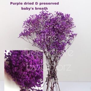 Dried Baby’s Breath (Purple)