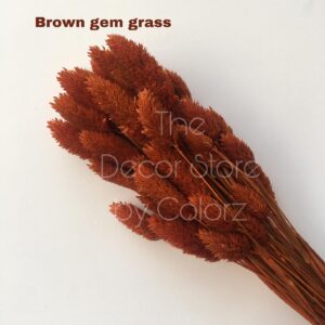 Dried Gem Grass (Brown)