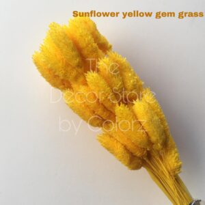 Dried Gem Grass (Sunflower Yellow)