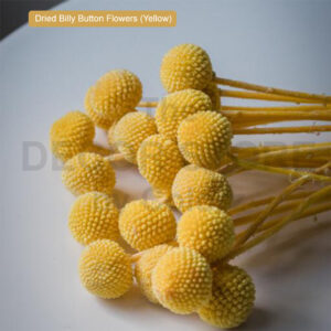 Dried Billy Button Flowers (Yellow)