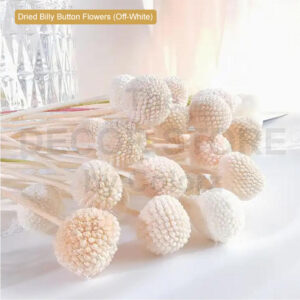 Dried Billy Button Flowers (Off White)
