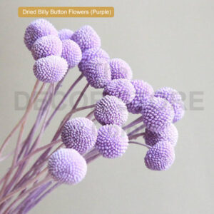 Dried Billy Button Flowers (Purple)
