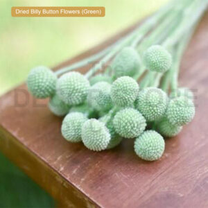 Dried Billy Button Flowers (Green)