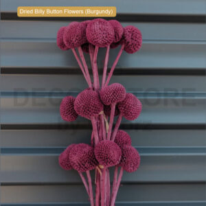 Dried Billy Button Flowers (Burgundy)