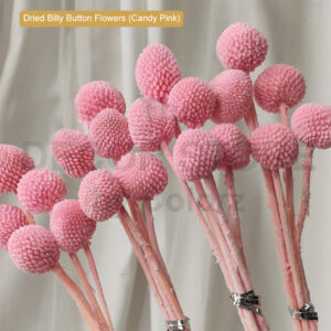 Dried Billy Button Flowers (Candy Pink)